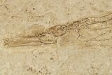 Fossil Pipefish (Syngnathus) - California #274967-2